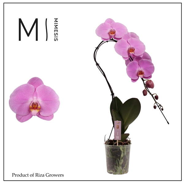 <h4>Mimesis Phal. Swan Pink - 1 spike 12cm</h4>