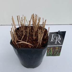 Panicum 'Sangria'