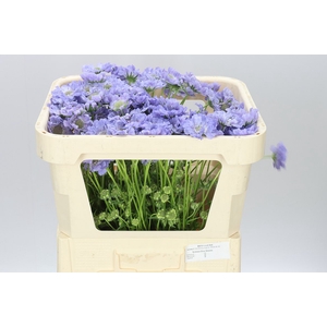 Scabiosa C Clive Greaves