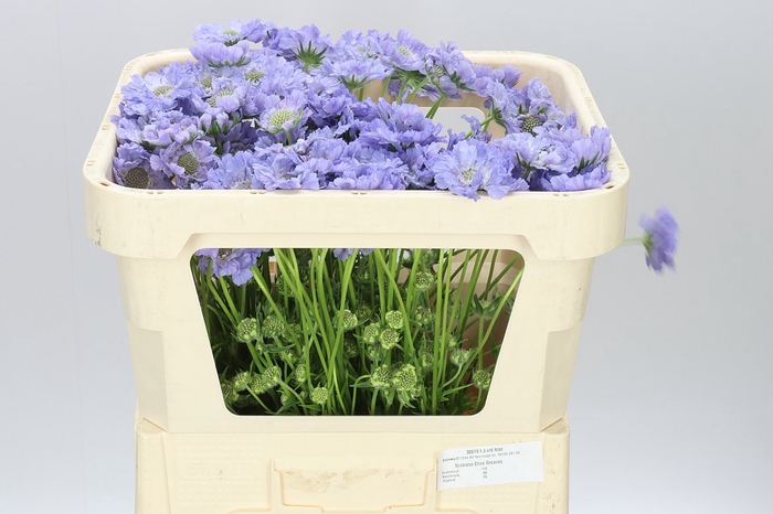 <h4>Scabiosa C Clive Greaves</h4>