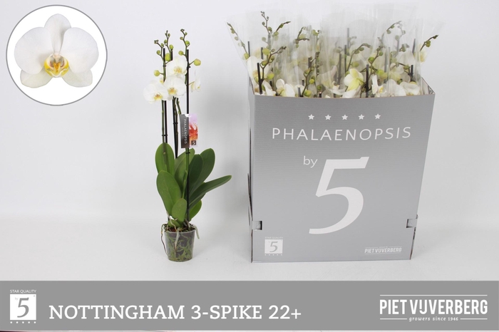 <h4>PHAL AN NOTTINGHAM</h4>