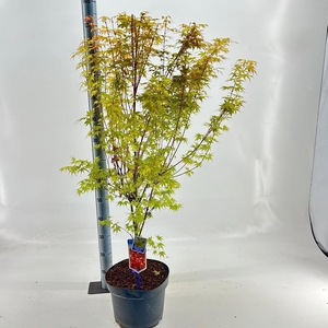 Acer palmatum Katsura