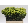 Hypericum Smiley Romance