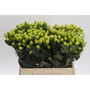Hypericum Smiley Romance