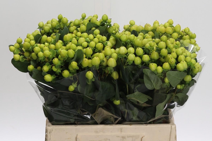 Hypericum Smiley Romance