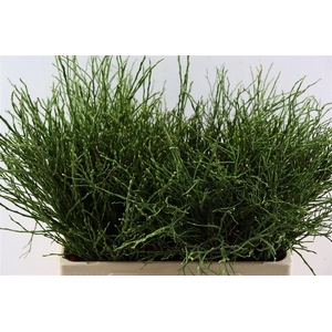 Vaccinium Myrtillus P Tak