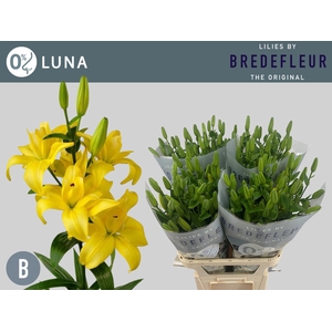 Li La Butterfly Luna 4+ Bredefleur