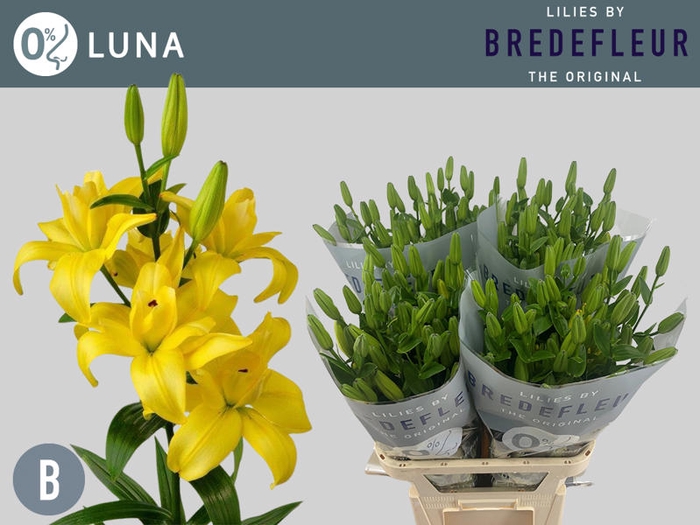 <h4>Li La Butterfly Luna 4+ Bredefleur</h4>
