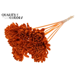 Shola New Beauty Rose Ø8cm on stem Orange