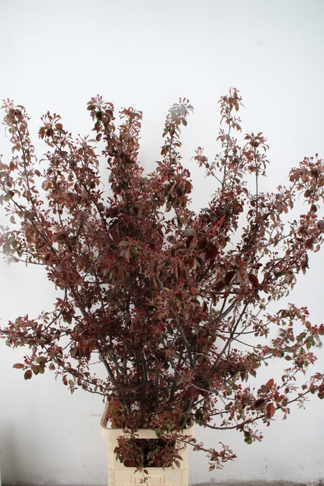 <h4>MALUS GORGEOUS BLOSSOM PER STEM 180CM</h4>