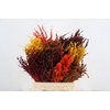 DF Lavendel Bs Autumn Mix
