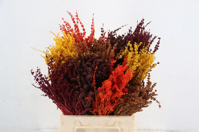 DF Lavendel Bs Autumn Mix