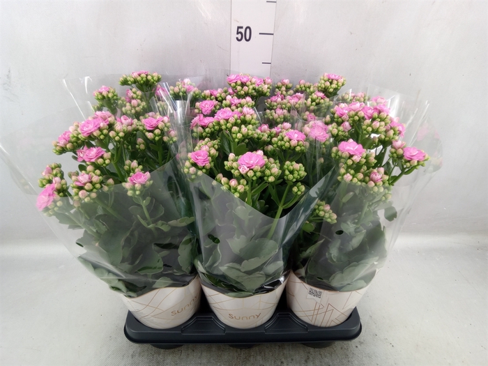 Kalanchoe  'RoseFlow Graceful Pink'