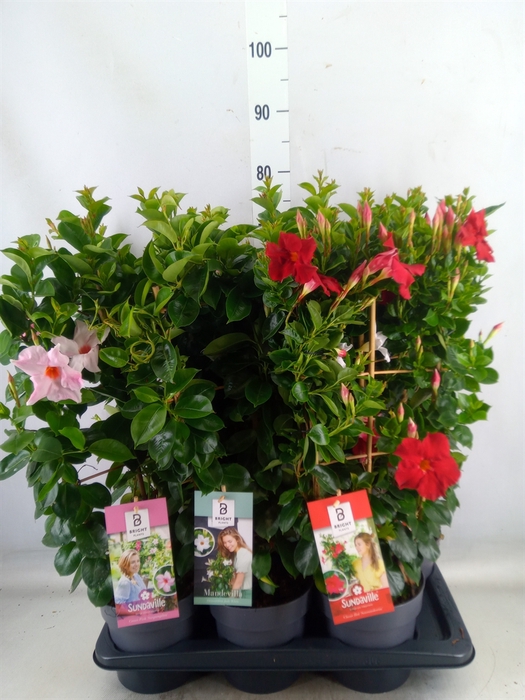 <h4>Mandevilla  'Sundavil'   ...mix</h4>