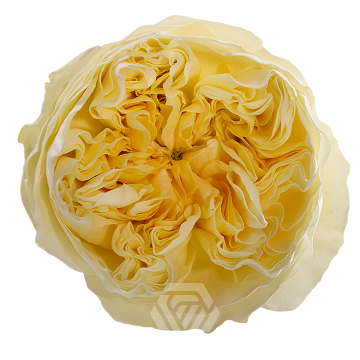<h4>R GR ANTONIA GARDEN</h4>