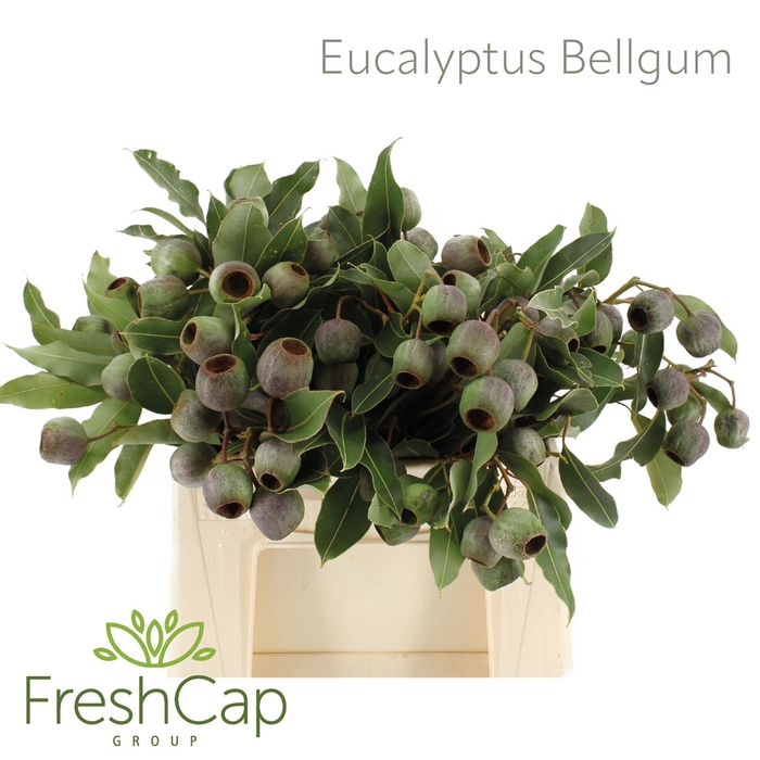 <h4>Eucalyptus Bellgum</h4>