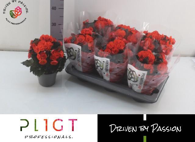 <h4>BEG DU MOCCA ORANGE</h4>