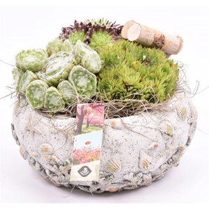 Cement schaal schelpendecor 18-20cm