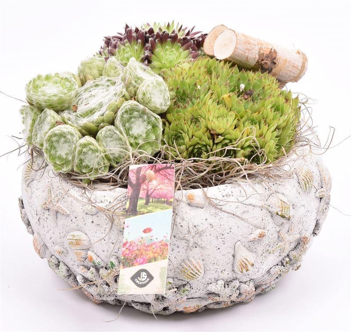 <h4>Cement schaal schelpendecor 18-20cm</h4>