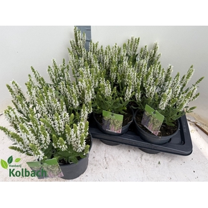 SALVIA NE SENS WHITE