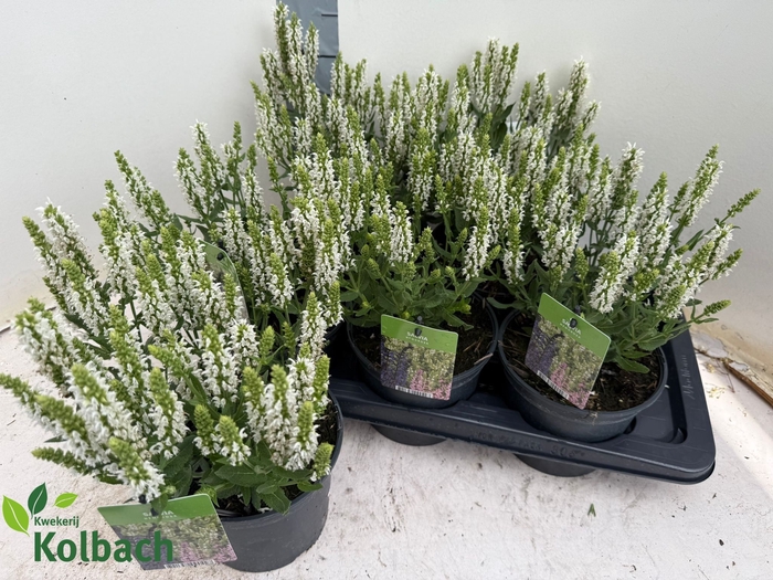 <h4>SALVIA NE SENS WHITE</h4>