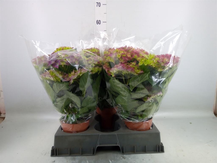 <h4>Hydrangea mac. 'Hi Ocean'</h4>