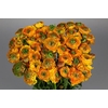 Ranunculus Clooney Pon Pon Merlino