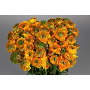 Ranunculus Clooney Pon Pon Merlino