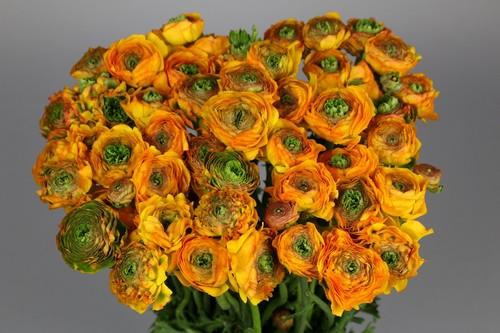 Ranunculus Clooney Pon Pon Merlino