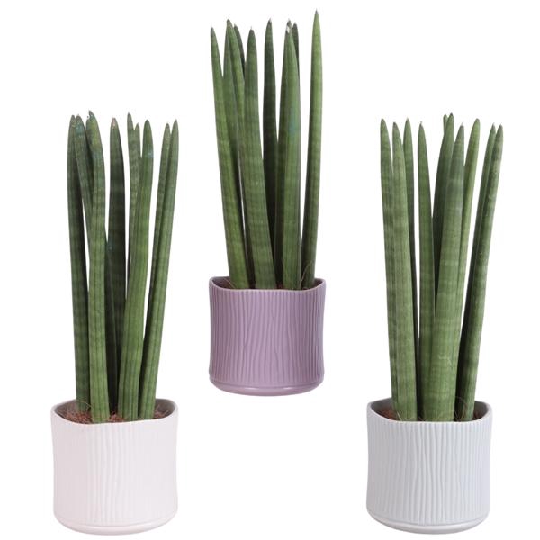 <h4>Sansevieria Cylindrica Straight 10 Leaf Ø13cm Ceramic SE570</h4>