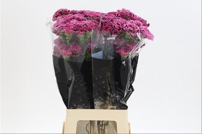 <h4>DI ST NOB BURGUNDY</h4>