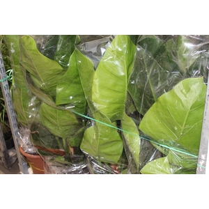 PHILOD. VERDE P30