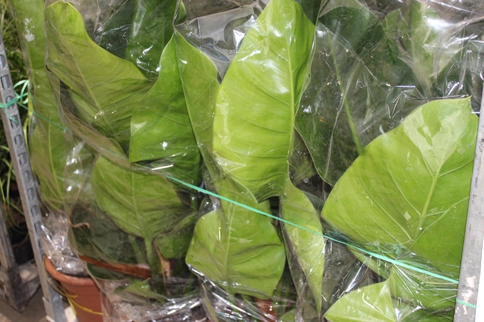 <h4>PHILOD. VERDE P30</h4>