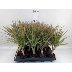 Dracaena marg. 'Bicolor'