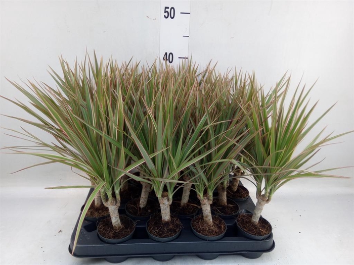 <h4>Dracaena marg. 'Bicolor'</h4>
