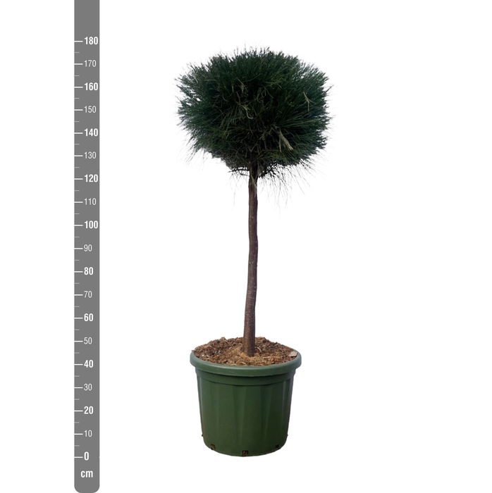 <h4>PINUS OV</h4>