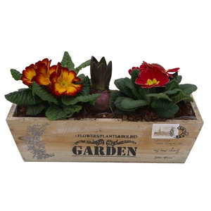 Primula kistje 2 primula 1 hyacint 346