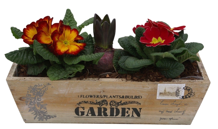 <h4>Primula kistje 2 primula 1 hyacint 346</h4>