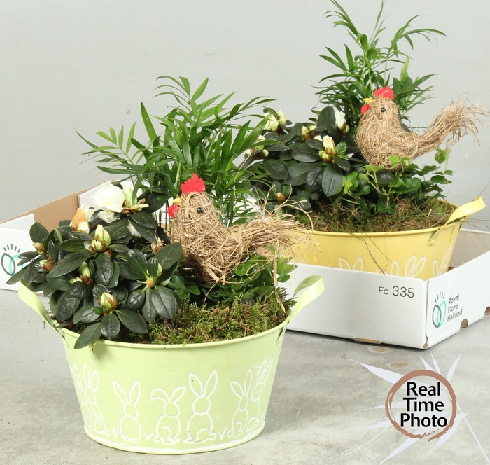 <h4>ARR KAMERPL</h4>