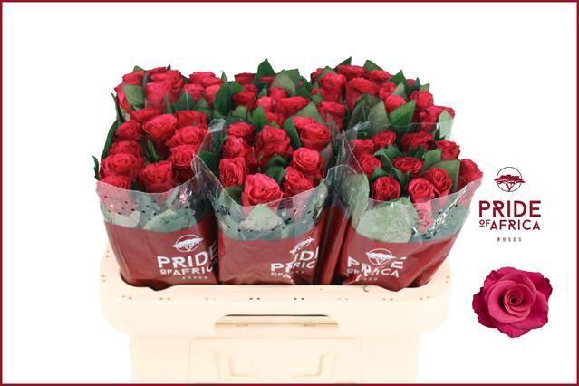 <h4>R GR TACAZZI+</h4>