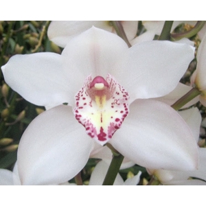 Cymbidium Snowbird 80 cm X2