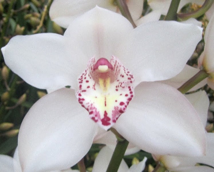 <h4>Cymbidium Snowbird 80 cm X2</h4>