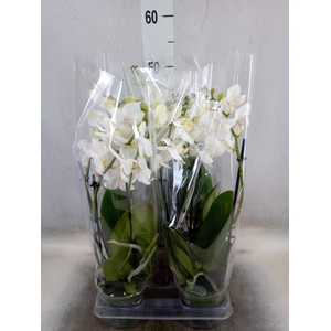 Phalaenopsis multi.   ...white