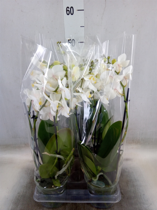 <h4>Phalaenopsis multi.   ...white</h4>