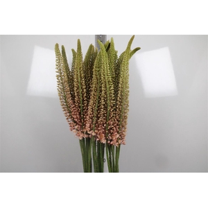 Eremurus Romance