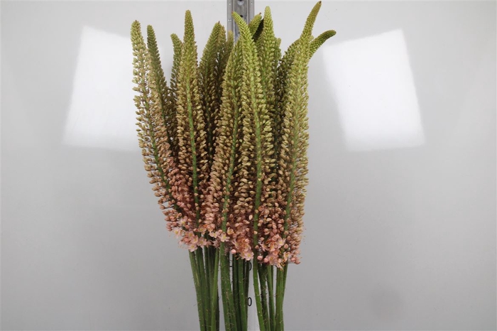 <h4>Eremurus Romance</h4>