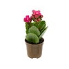 KAL. DOBRADO MINI P06 PINK