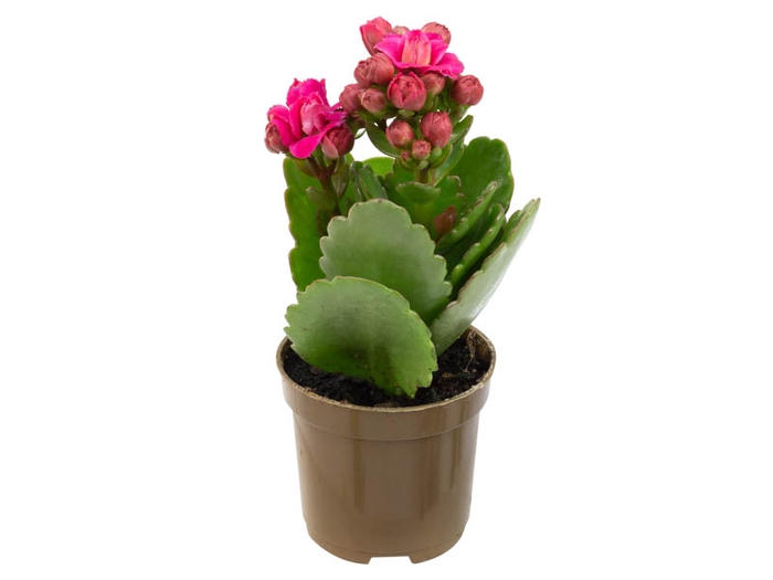 KAL. DOBRADO MINI P06 PINK