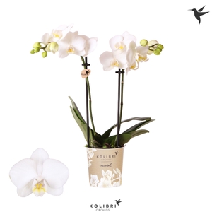 Kolibri Orchids Phalaenopsis Alaska 2 spike