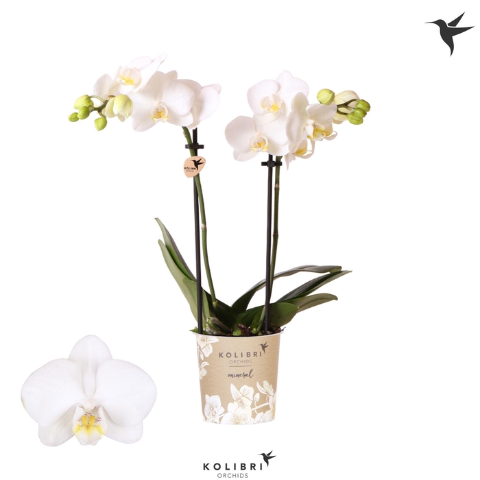 <h4>Kolibri Orchids Phalaenopsis Alaska 2 spike</h4>